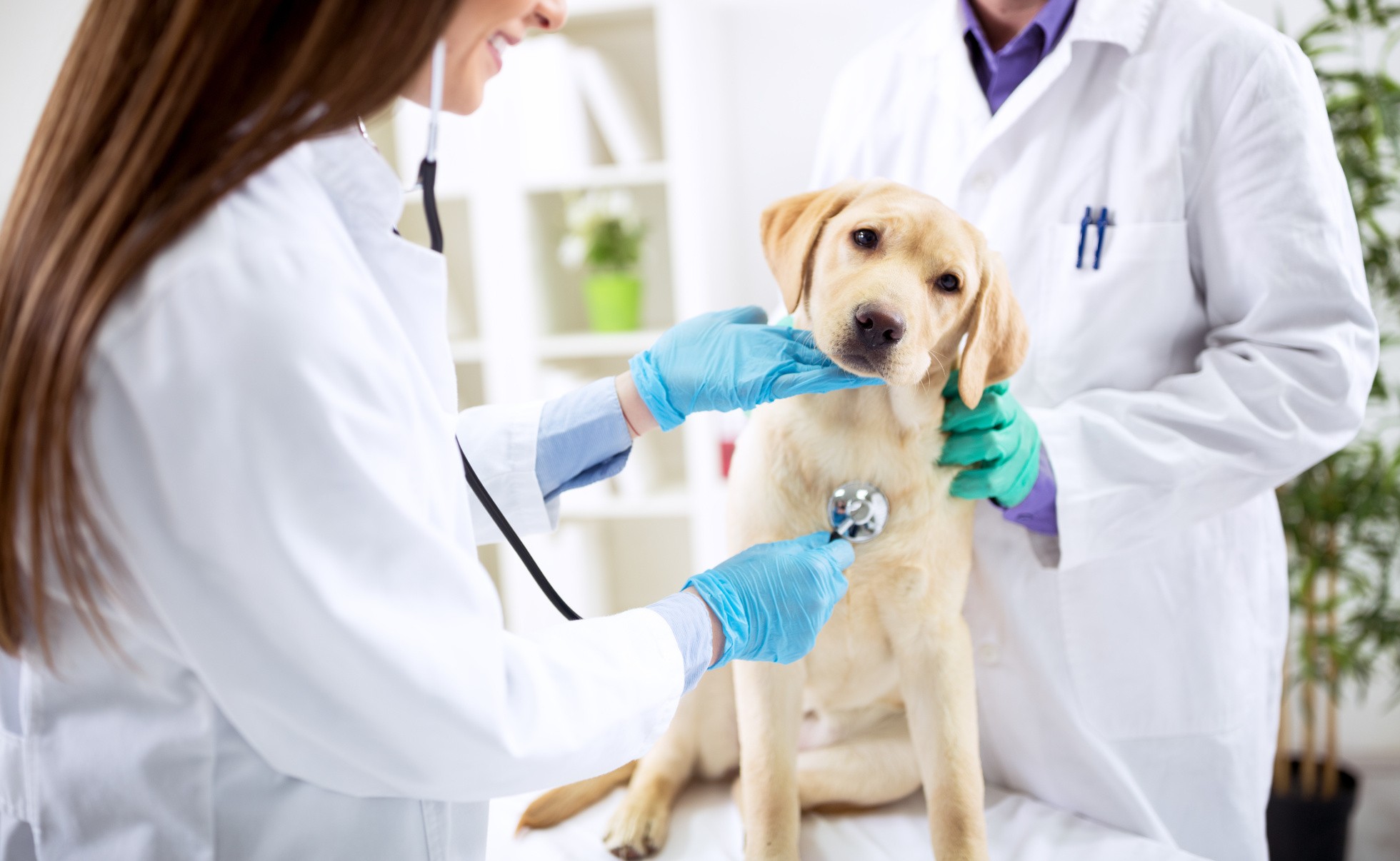 urgencias veterinarias
